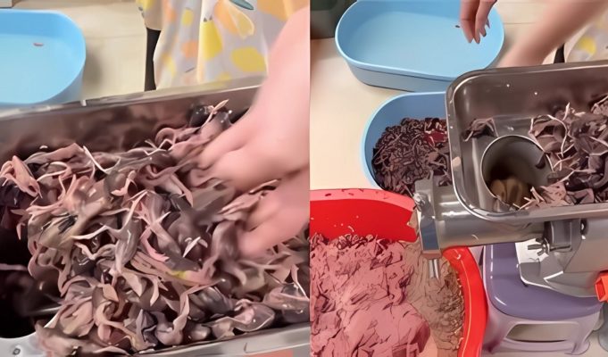 Video Allegedly Shows Chinese Food Restaurant Putting Dead Rats in Meat Grinder to Make Chicken Substitute