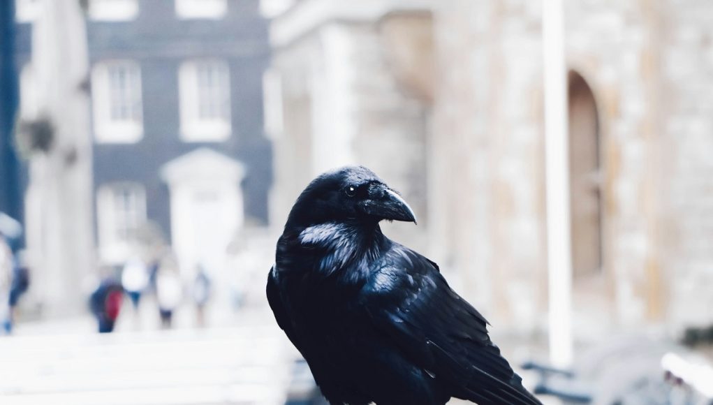 raven-surveillance-program