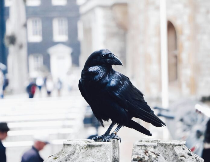 raven-surveillance-program