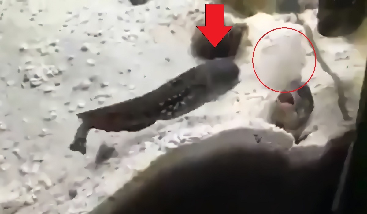 WATCH: Details on Why Jawfish are Throwing Sand at Each Other Like Humans in Viral Video