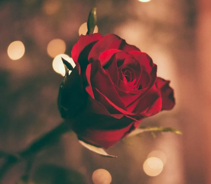 rose