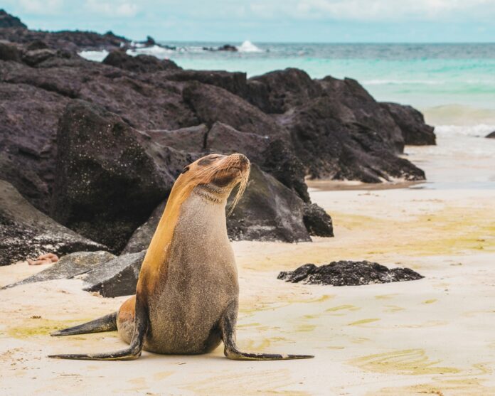 sea lion beach