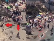 How Fast Do Sea Lions Run? Two Sea Lions Chasing People at Beach in La Jolla San Diego Sparks Viral Question