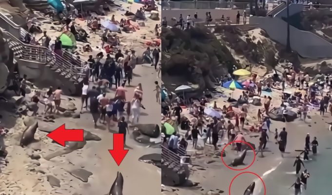 How Fast Do Sea Lions Run? Two Sea Lions Chasing People at Beach in La Jolla San Diego Sparks Viral Question