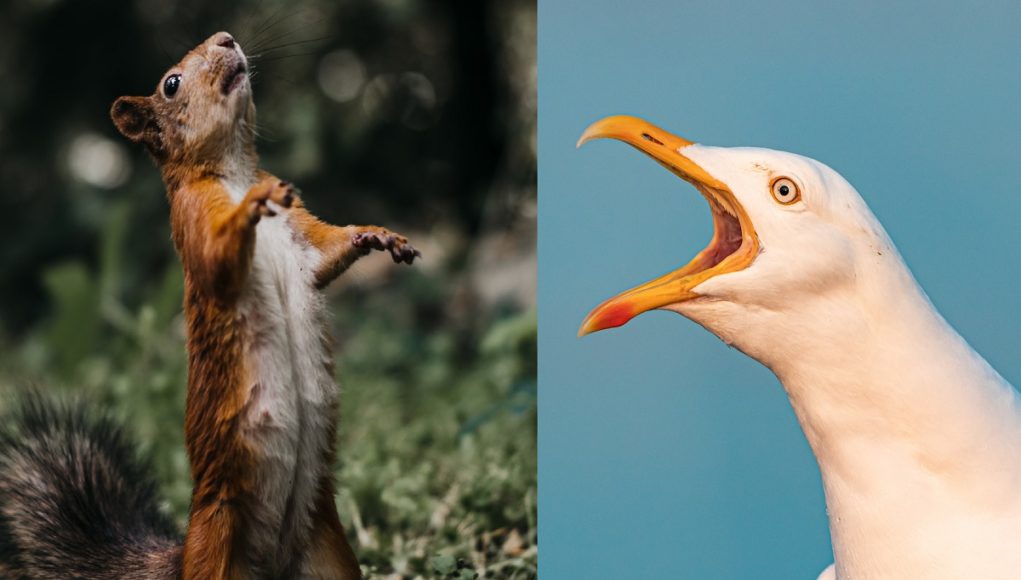 seagull-eats-squirrel