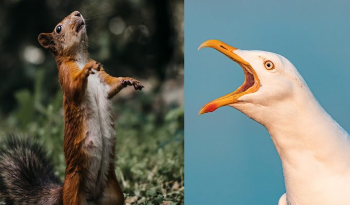 seagull-eats-squirrel