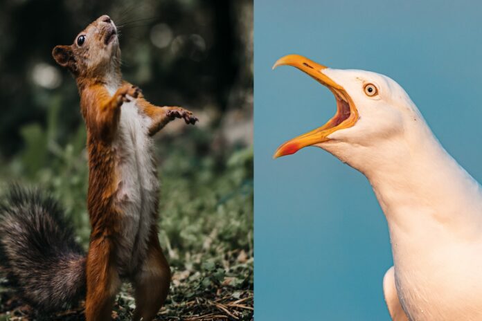 seagull-eats-squirrel