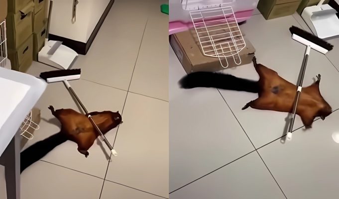 Is the Video of Flying Squirrel Staging Its Own Death and Crime Scene with Props Fake?