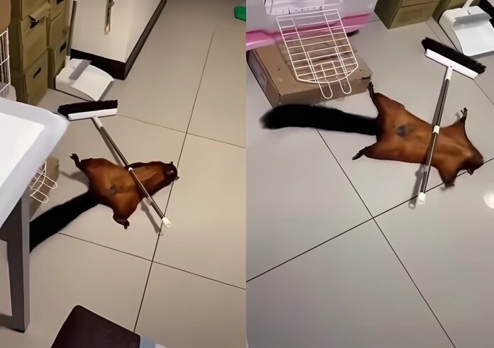 squirrel-faking-death-hoax