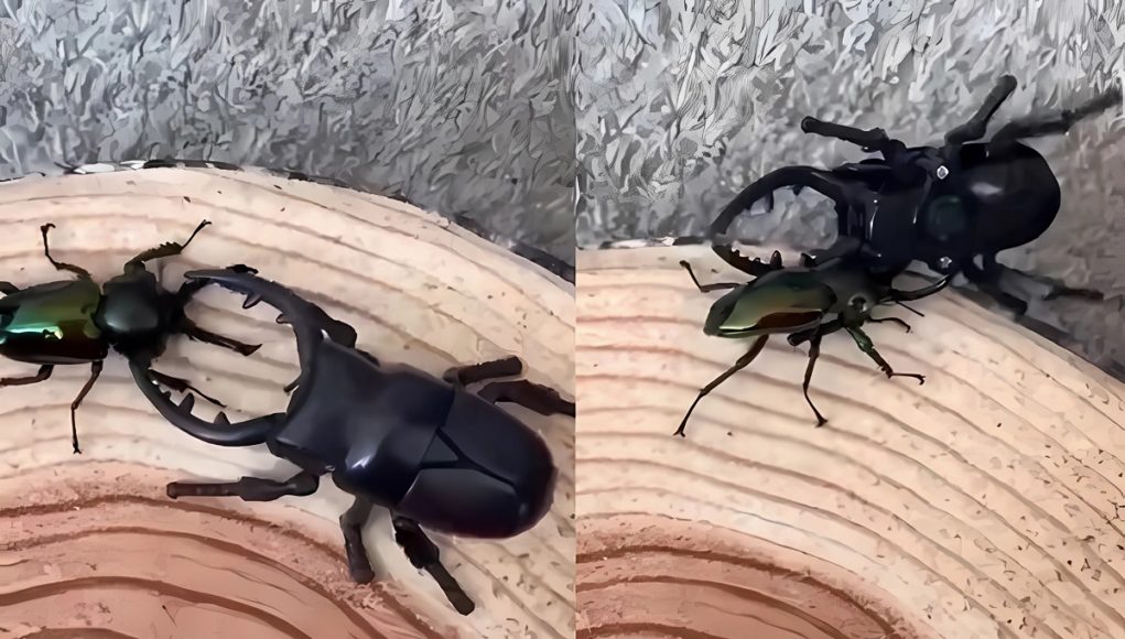 stag-beetle-vs-robot-fight-5