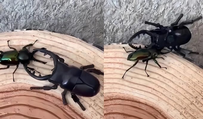 Video Showing a Stag Beetle Fighting a Giant Robot Beetle and Body Slamming It Goes Viral