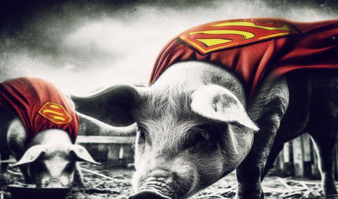 super-pigs-canada-explained
