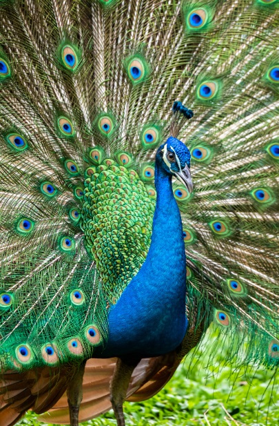 Video Showing TikToker Countrytee Unboxing a Peacock Sparks Outrage and Laughter