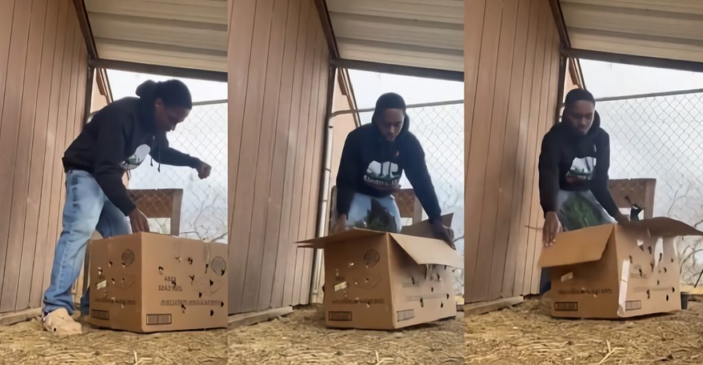 Video Showing TikToker Countrytee Unboxing a Peacock Sparks Outrage and Laughter