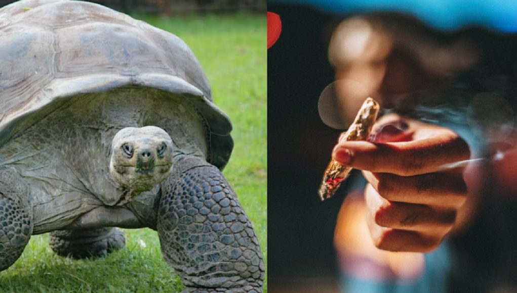 turtle-smoking-weed-blunt-video