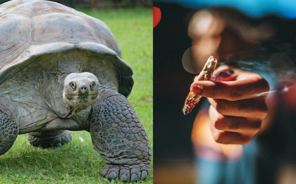 Video Showing Man Making Turtle Smoke a Weed Blunt Sparks Outrage and Laughter