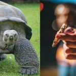 Video Showing Man Making Turtle Smoke a Weed Blunt Sparks Mixed Reactions Including Outrage