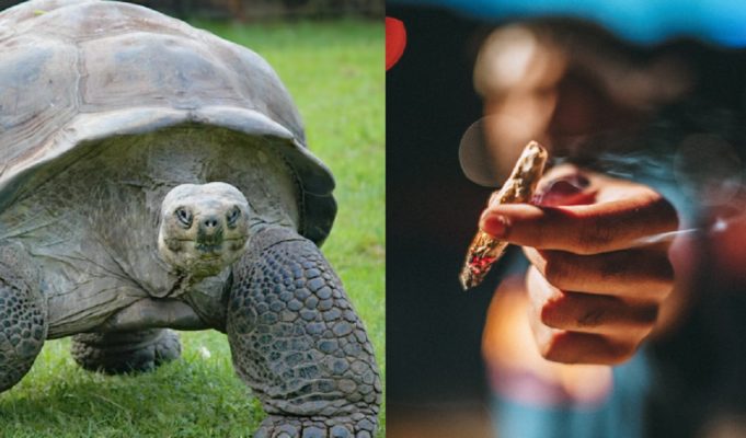 Video Showing Man Making Turtle Smoke a Weed Blunt Sparks Mixed Reactions Including Outrage