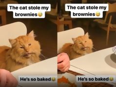 Video of Cat High on Marijuana Edibles Brownies Goes Viral