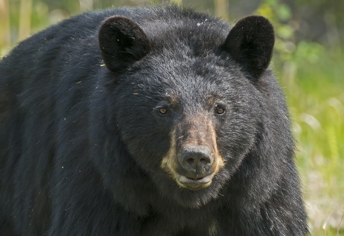Here's The Strange Reason Why a 500 Pound Black Bear Got the Name ‘Hank The Tank’. Details on 500 lbs. black bear hank the tank liking left over pizza.