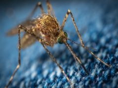 Did an Australian Man Die from a Japanese Encephalitis Virus Mosquito Bite?