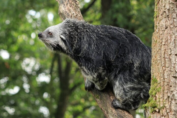what-do-binturongs-smell-like