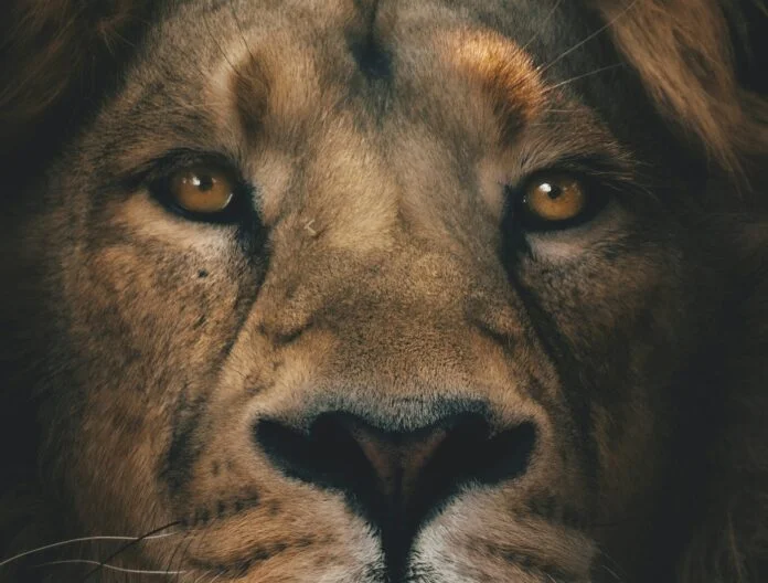 what does prey eye position mean