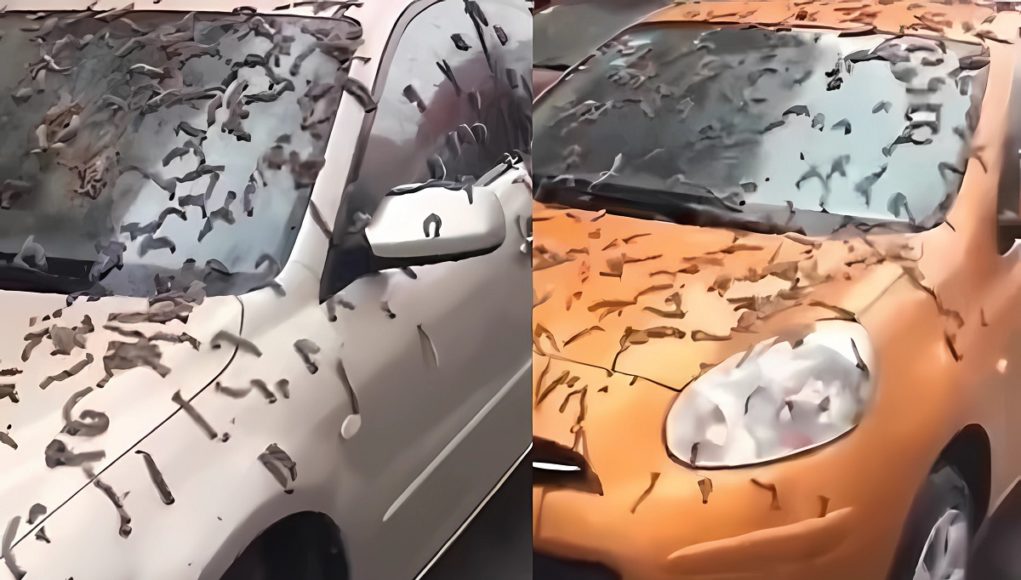 worm-raining-in-china-vs-poplar-blossoms-theory-1