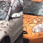Is it Raining Worms in China, Poplar Blossoms, or Crane Fly Larvae? Exploring the Theories Behind the Strange Phenomenon