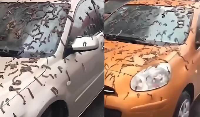worm-raining-in-china-vs-poplar-blossoms-theory-1