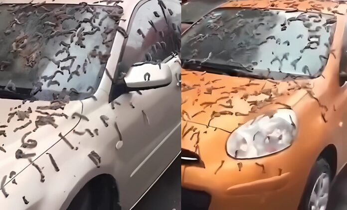 worm-raining-in-china-vs-poplar-blossoms-theory-1